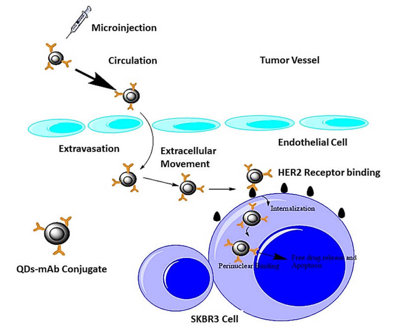 A schematic diagram reveals the process of QD-mAb conjugate targeting HER2 receptor.