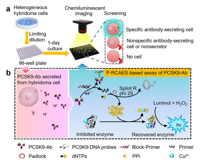 Schematic representation of hybridoma cell screening.