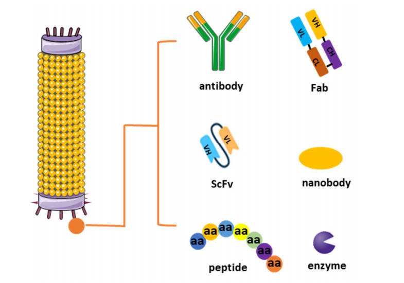 Phage display and antibody production.