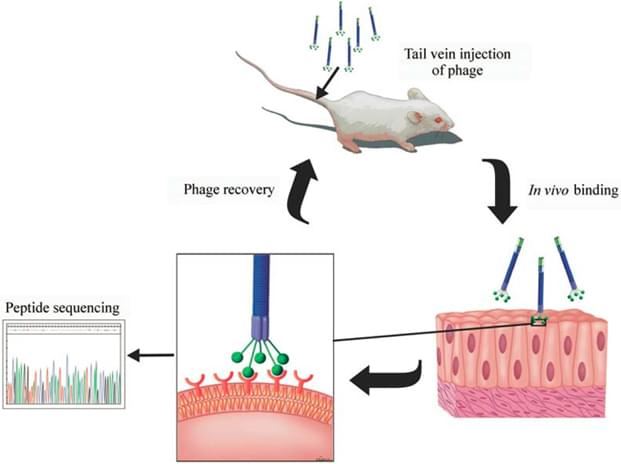 In vivo Phage Display for Vascular Endothelium Targeting