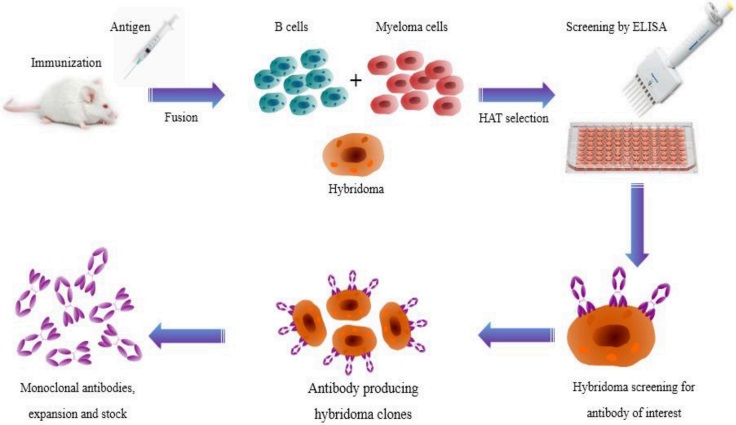1-5-anti-idiotype-antibody-production-services-14.jpg