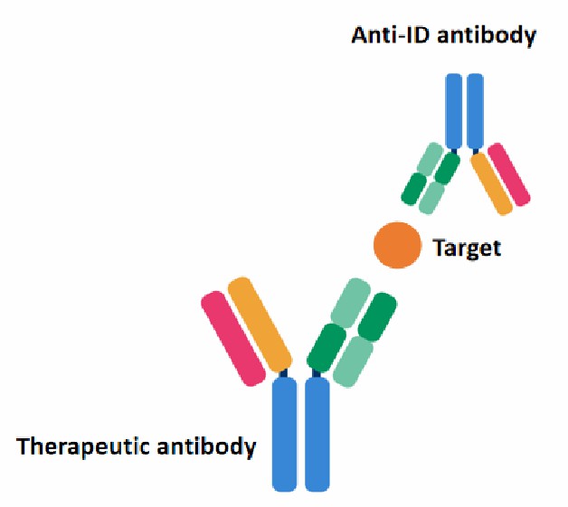 1-5-anti-idiotype-antibody-production-services-2.jpg