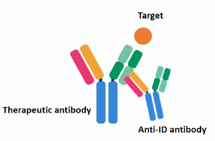 1-5-anti-idiotype-antibody-production-services-3.jpg