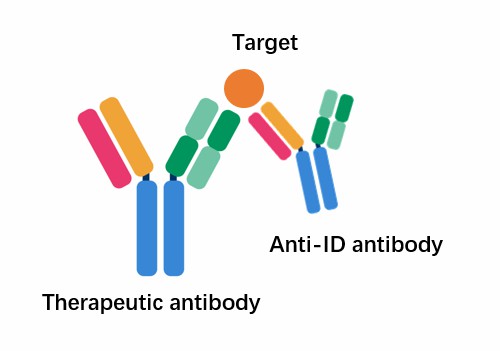 1-5-anti-idiotype-antibody-production-services-4.jpg