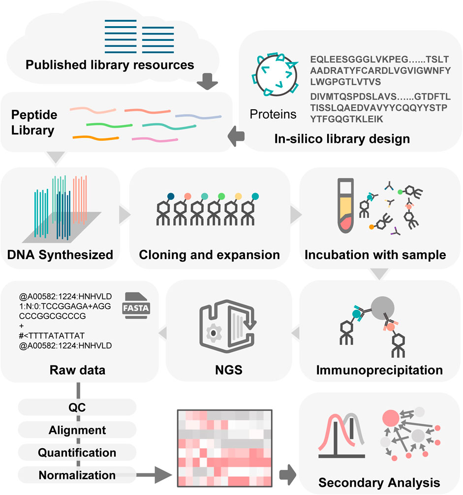 Process of PhIP-Seq. 