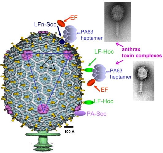 T4 bacteriophage capsid.
