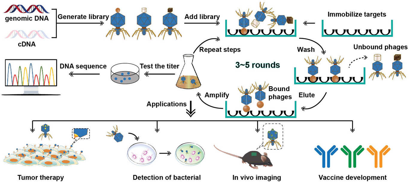 T7 phage based library to select targeting peptides.