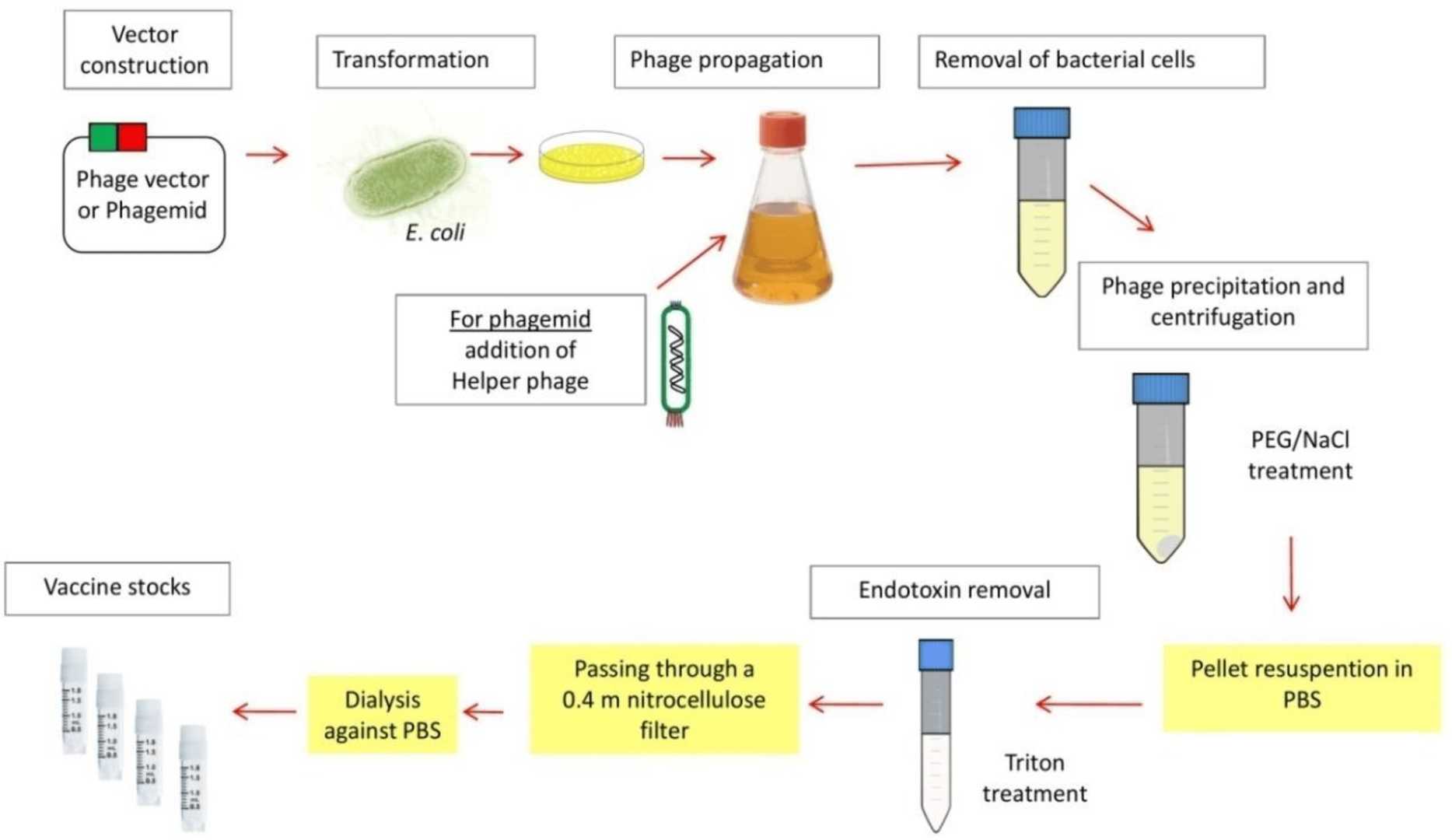 Preparation for M13 phage-based vaccine.