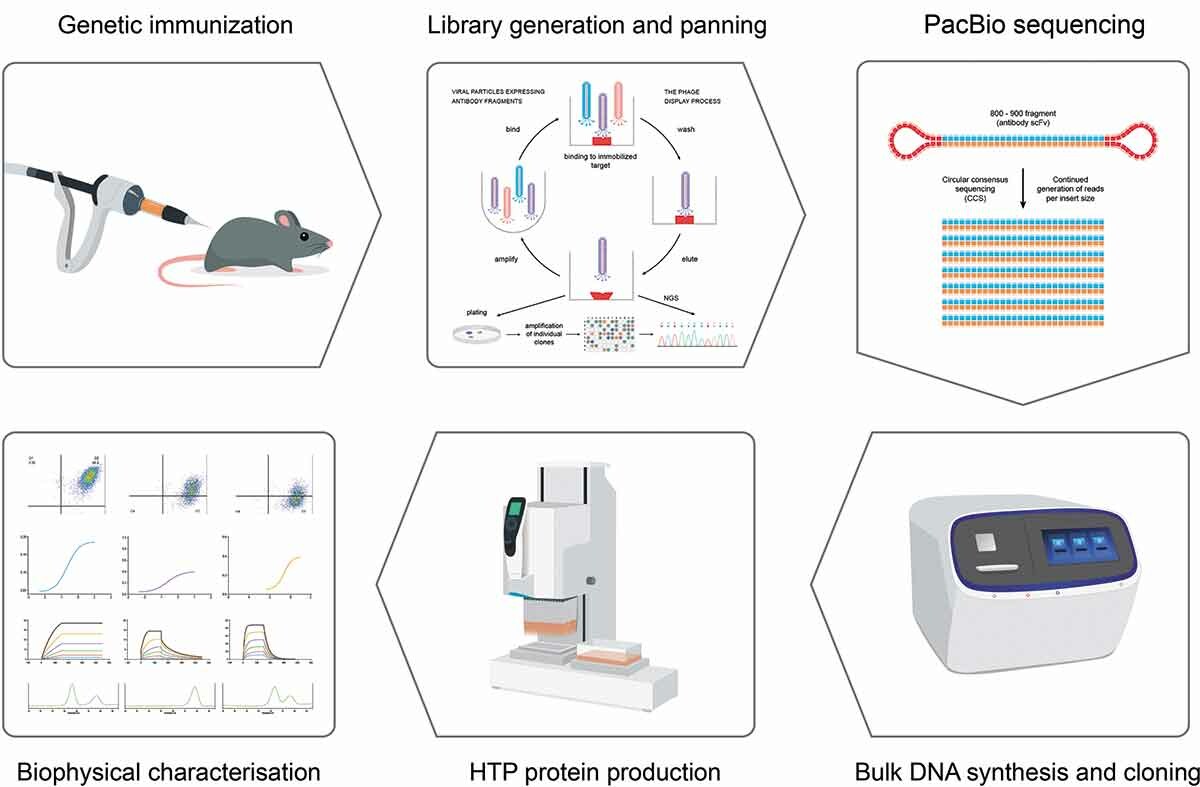 Generate antibodies from deep-sequenced scFv libraries.