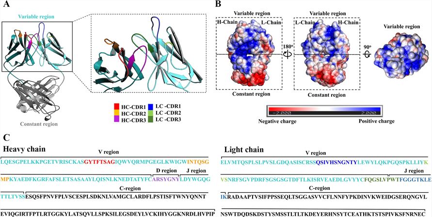 Structure and sequence of KKU505 Fab.