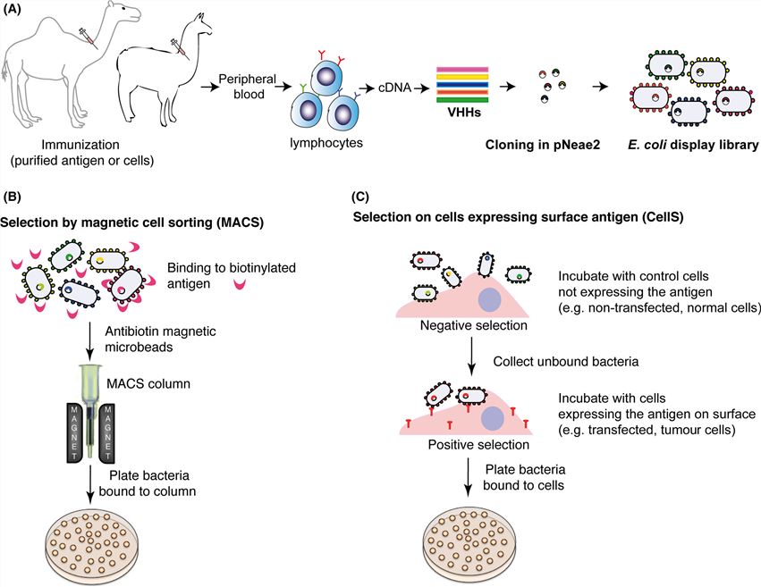 Generation of E. coli display immune libraries and their selection.