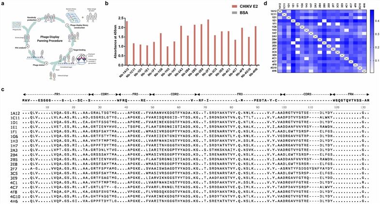 Screening the specific sdAbs from a VHH library.