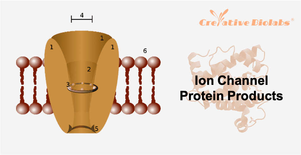 ion-channel-protein-products