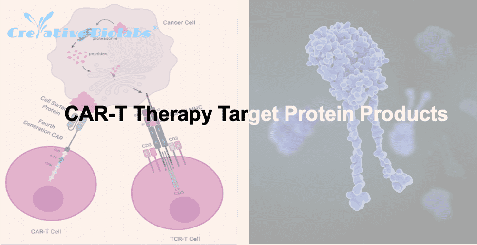 car-t-therapy-target-protein-products