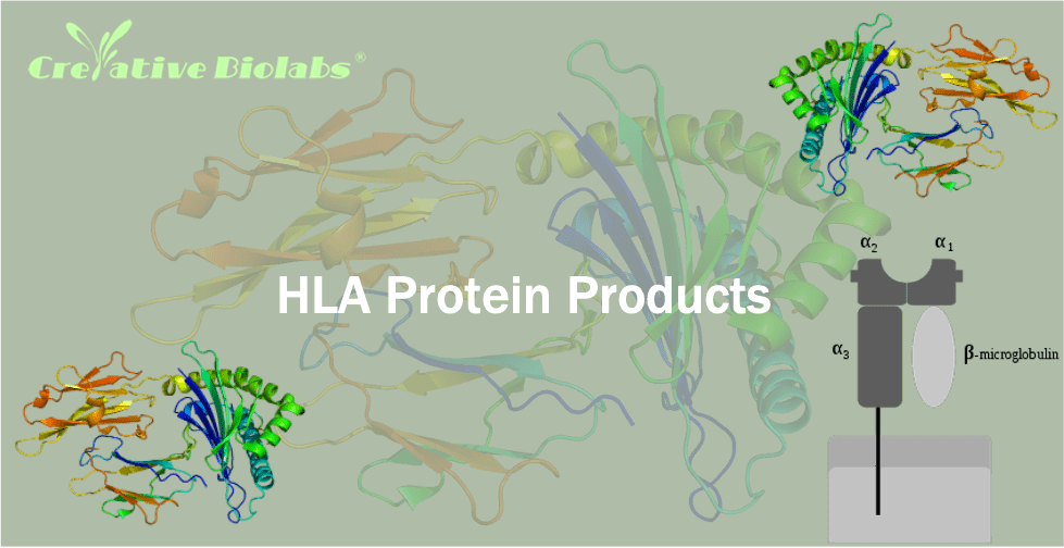 hla-protein-products