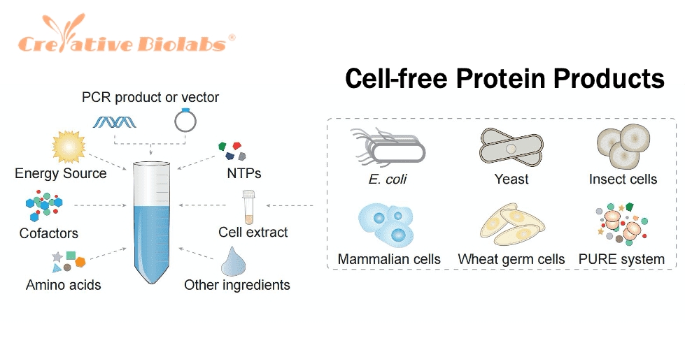 cell-free-protein-products