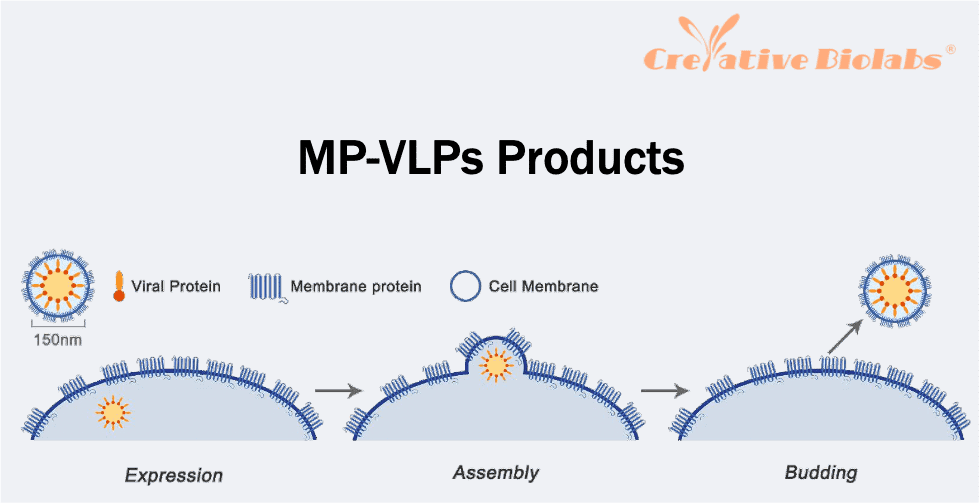 mp-vlps-products