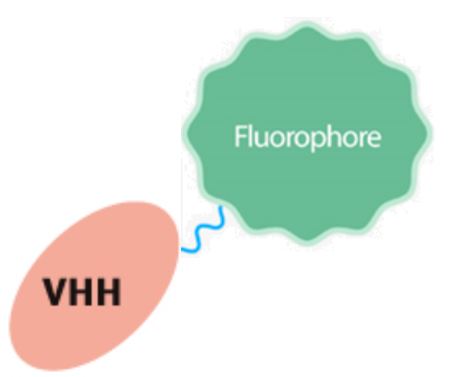 The conjugation of SdAb and fluorophore. (Creative Biolabs Original)