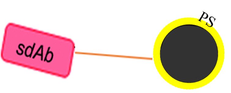 The conjugation of SdAb and PS. (Creative Biolabs Original)