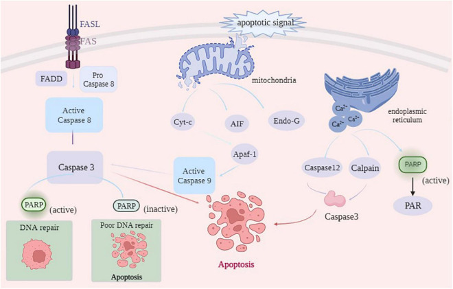Fig.1 Fundamental apoptotic cascades. (OA Literature)