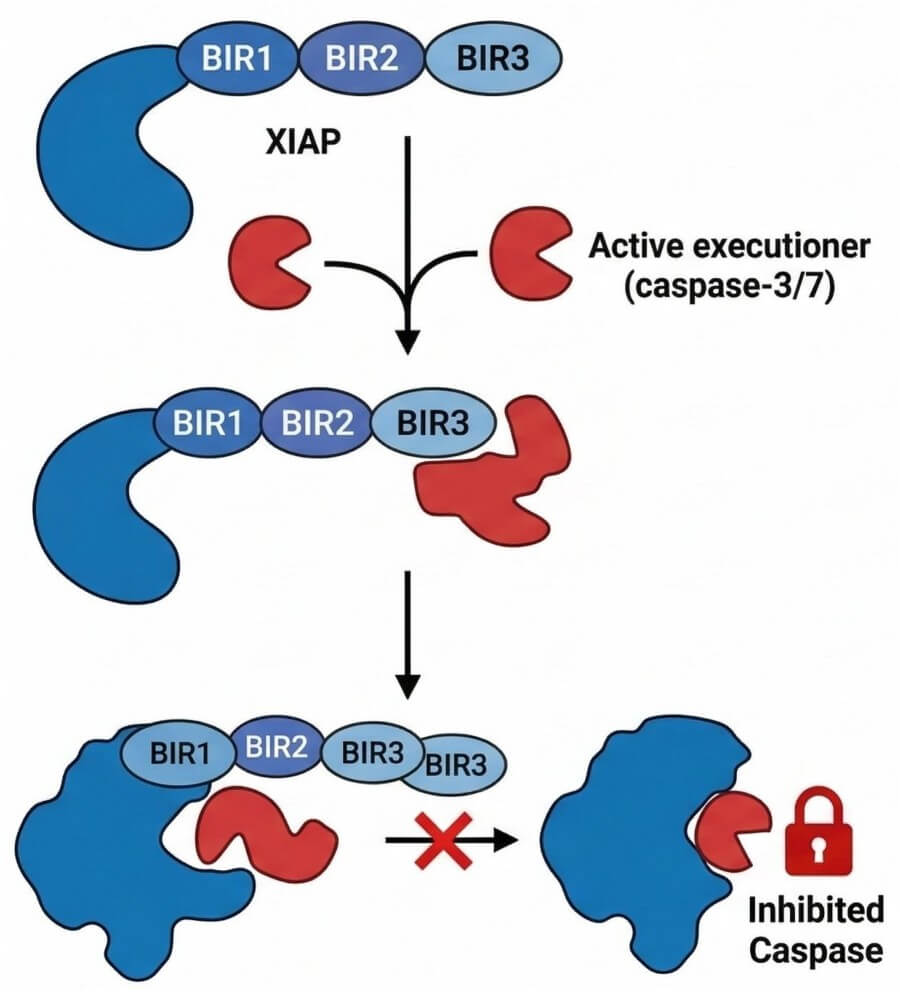 Fig.1 XIAP FP-based binding assays. (Creative Biolabs Original)
