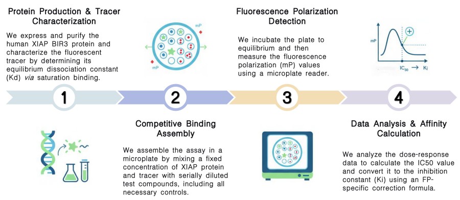 Workflow of in vitro XIAP fluorescence Polarization assays at Creative Biolabs. (Creative Biolabs Original)