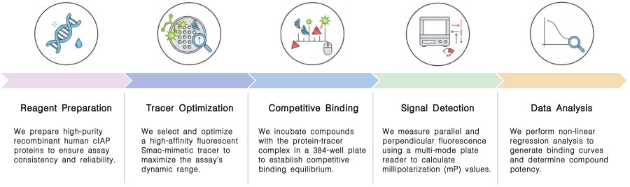 Workflow of in vitro cIAP fluorescence polarization assays at Creative Biolabs. (Creative Biolabs Original)