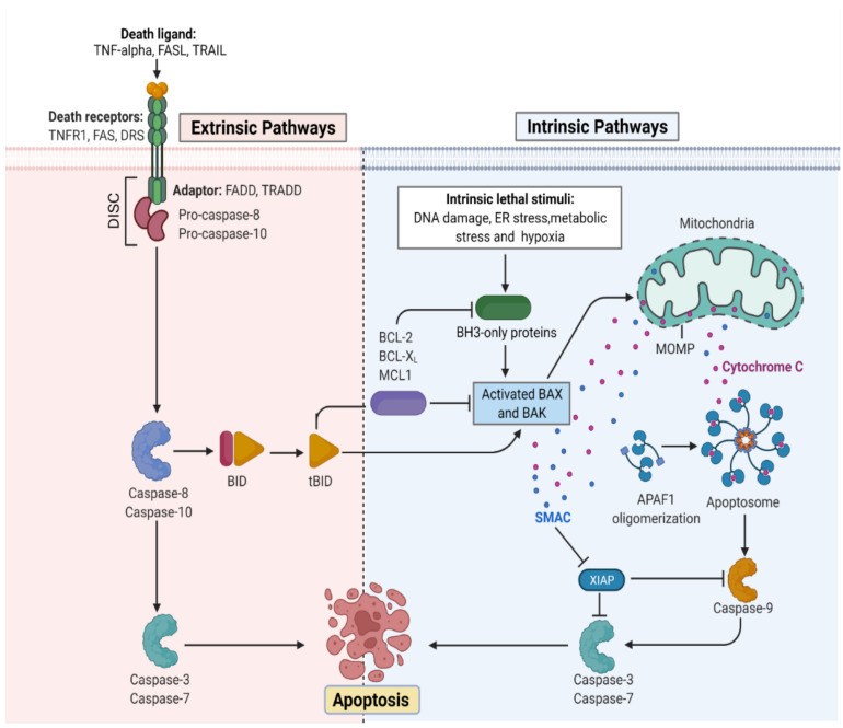 Fig.1 Molecular basis for the activation of intrinsic and extrinsic cell death pathways. (OA Literature)