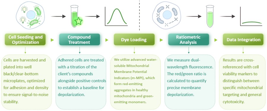 Workflow of Mitochondrial Membrane Potential (MMP) Assay. (Creative Biolabs Original)