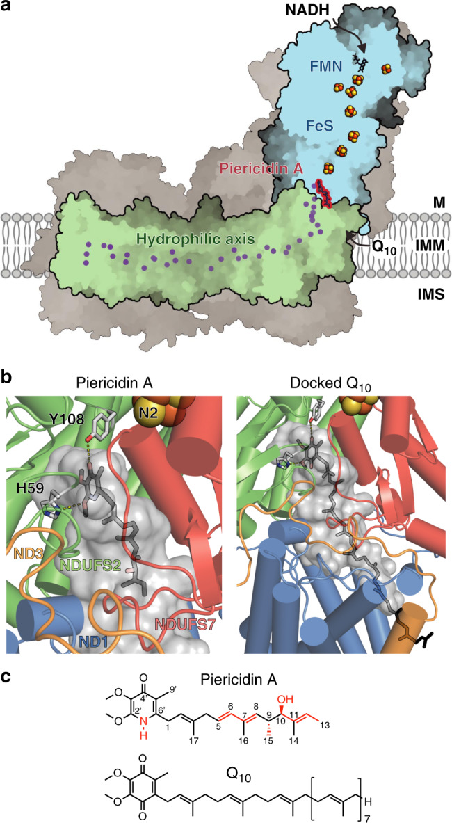 Fig.1 Molecular structure of inhibitor-engaged mammalian complex I. (OA Literature)