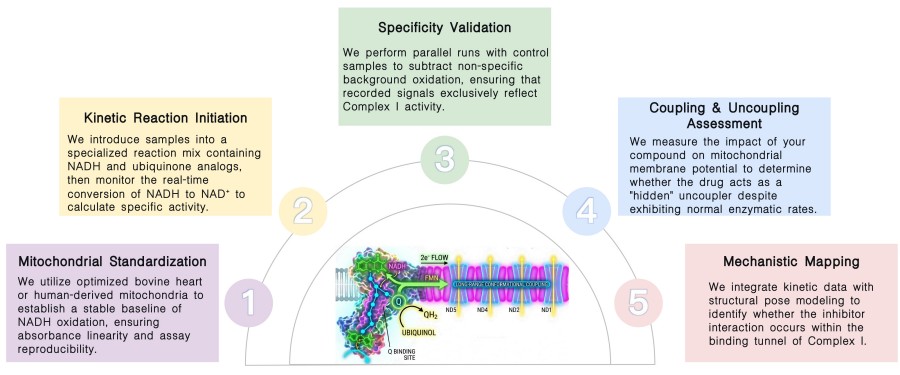 Workflow of complex I activity assay service at Creative Biolabs. (Creative Biolabs Original)