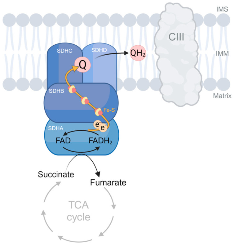 Fig.1 Complex II catalytic activity detection service. (OA Literature)