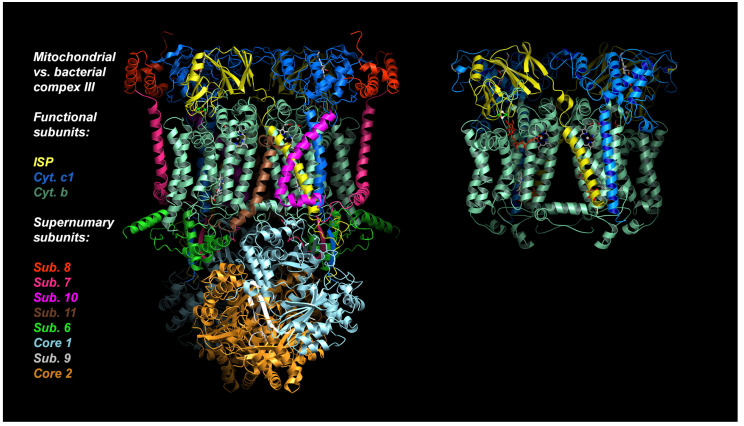 Fig.1 Structural features of cytochrome bc1 across mitochondrial and bacterial origins. (OA Literature)
