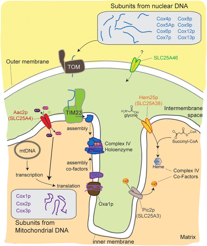 Fig.1 Mitochondrial carriers and complex IV assembly. (OA Literature)