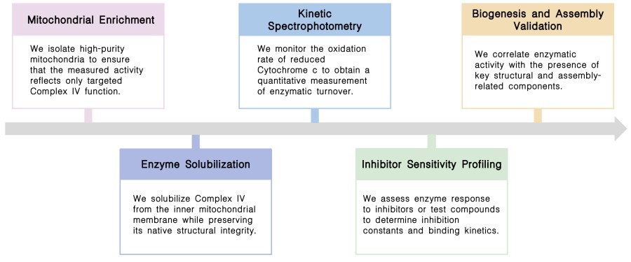 Workflow of complex IV activity assay service at Creative Biolabs. (Creative Biolabs Original)