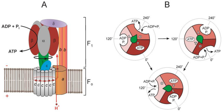 Fig.1 The subunit organization of F1·Fo-ATP synthase/ATPase. (OA Literature)