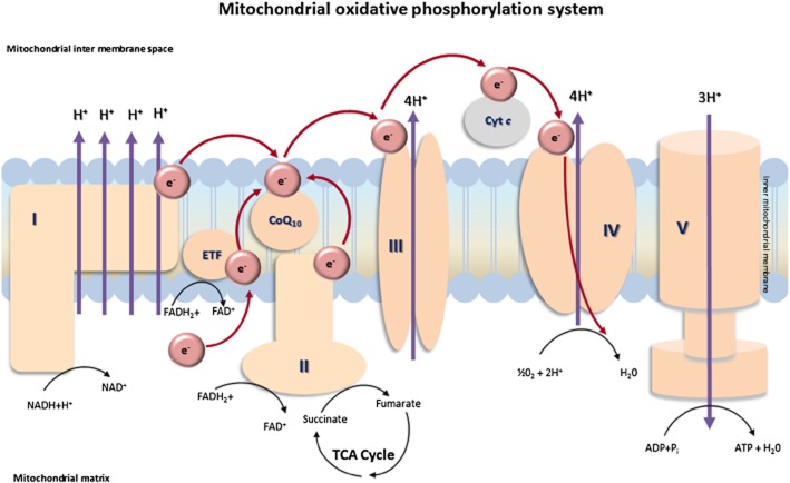 Fig.1 Mitochondrial respiratory coupling system. (OA Literature)