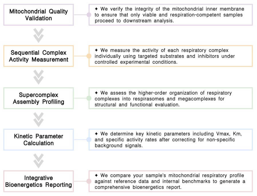Workflow of mitochondrial respiratory chain complex activity analysis service at Creative Biolabs. (Creative Biolabs Original)