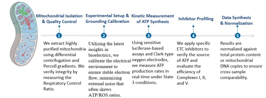 Workflow of Mitochondrial ATP Production Assay. (Creative Biolabs Original)