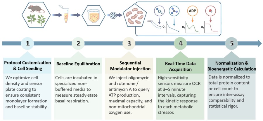 Workflow of Mitochondrial Respiration Rate Analysis. (Creative Biolabs Original)