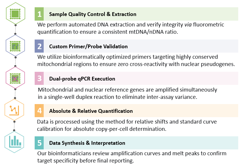 Workflow of Mitochondrial DNA (mtDNA) Copy Number Quantification. (Creative Biolabs Original)
