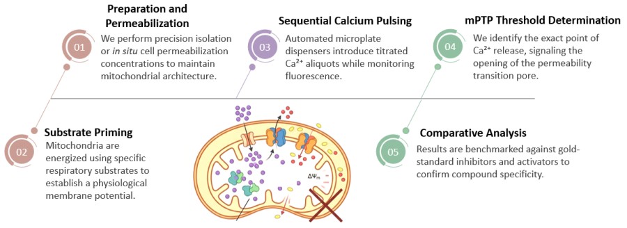 Workflow of Mitochondrial Calcium Retention Capacity Assay. (Creative Biolabs Original)