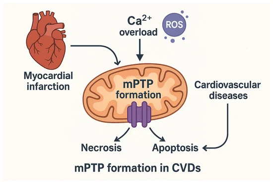 Induction of mitochondrial permeability transition pore (mPTP) opening. (OA Literature)