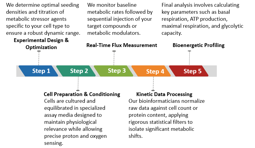 Workflow of Real-Time Cell Metabolic Analysis. (Creative Biolabs Original)