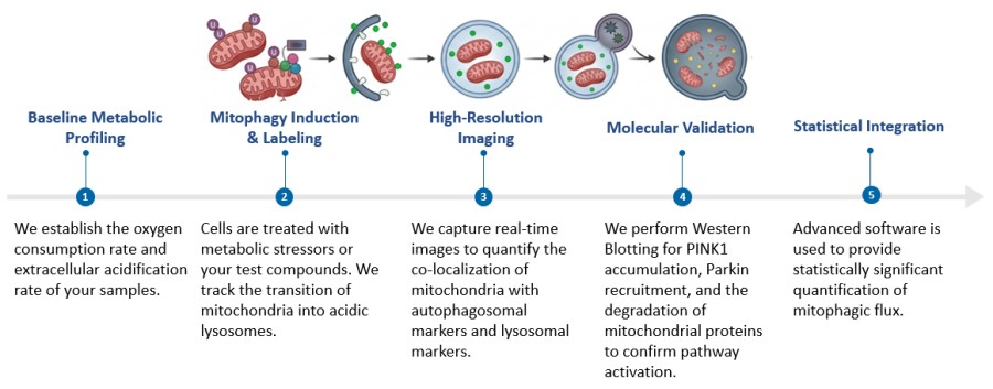 Workflow of Mitophagy Analysis. (Creative Biolabs Original)