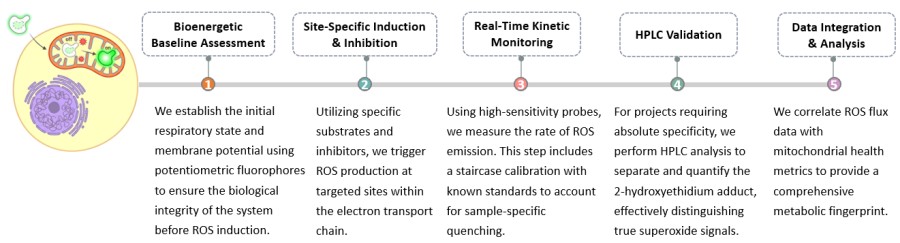 Workflow of Mitochondrial Reactive Oxygen Species (ROS) Level Detection. (Creative Biolabs Original)
