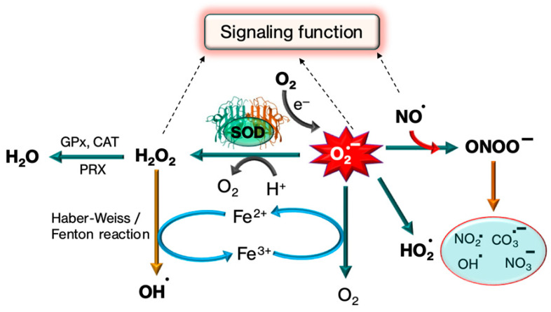 Fig.1 Tertiary architecture of various SOD isoforms. (OA Literature)