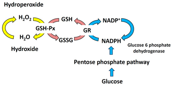 Fig.1 Glutathione serves as a cellular redox homeostat. (OA Literature)