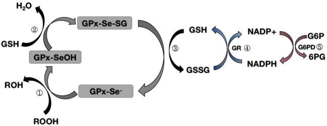 Fig.1 Mechanistic insights into the glutathione peroxidase-driven redox pathway. (OA Literature)