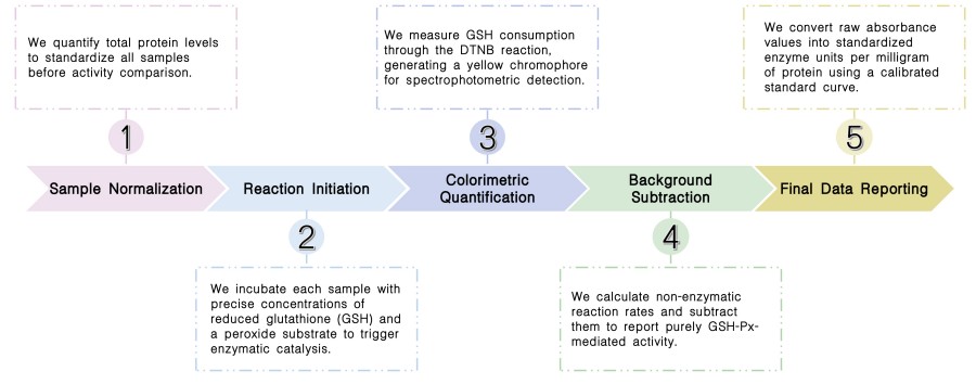 Workflow of GSH-Px activity assay service at Creative Biolabs. (Creative Biolabs Original)